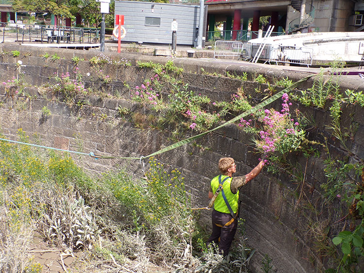 weeding the walls